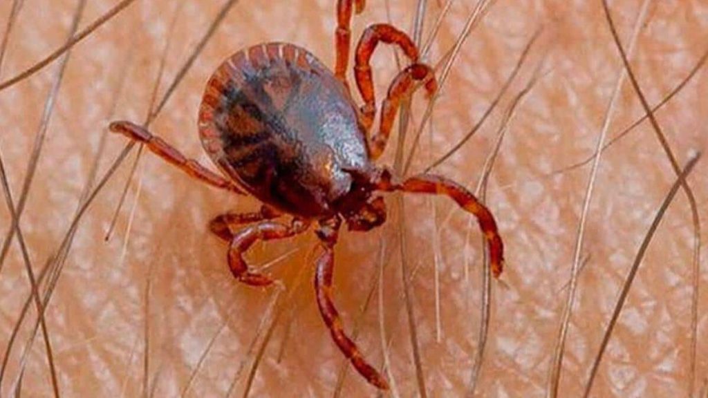 RICKETTSIOSIS SINALOA