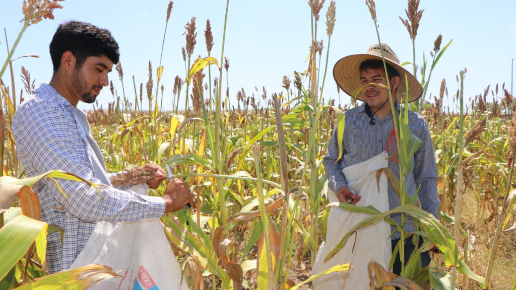 COSECHAN SORGO ESTUDIANTES UPMYS