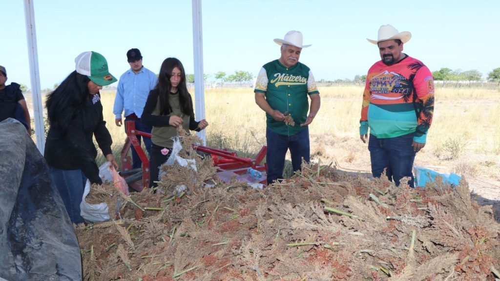 COSECHAN SORGO ESTUDIANTES UPMYS