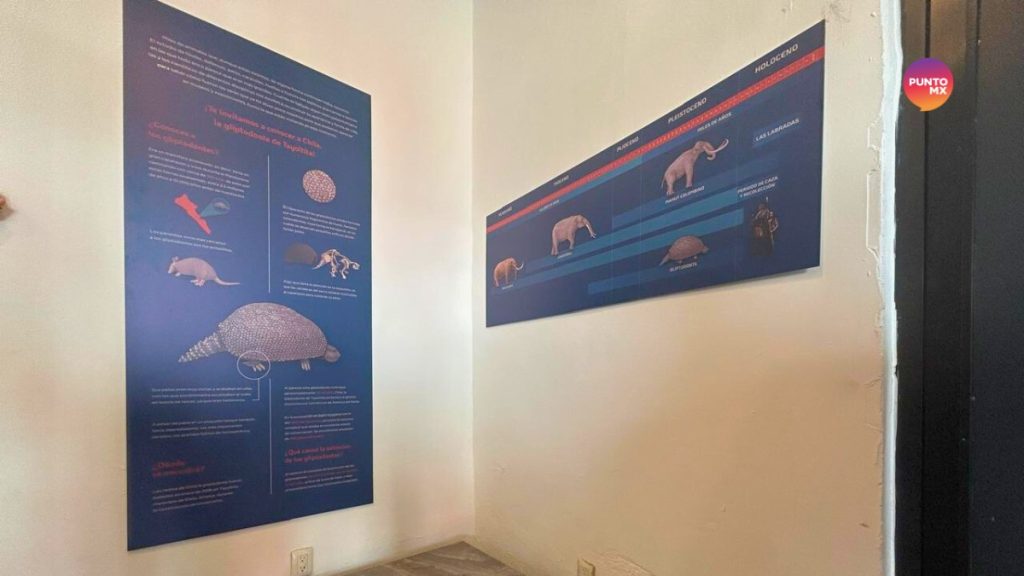 REVELACIÓN ARMADILLO GIGANTE MUSAM