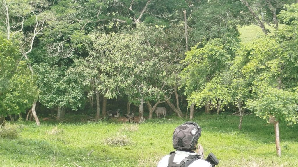 EMBARGA GOBIERNO 120 ANIMALES