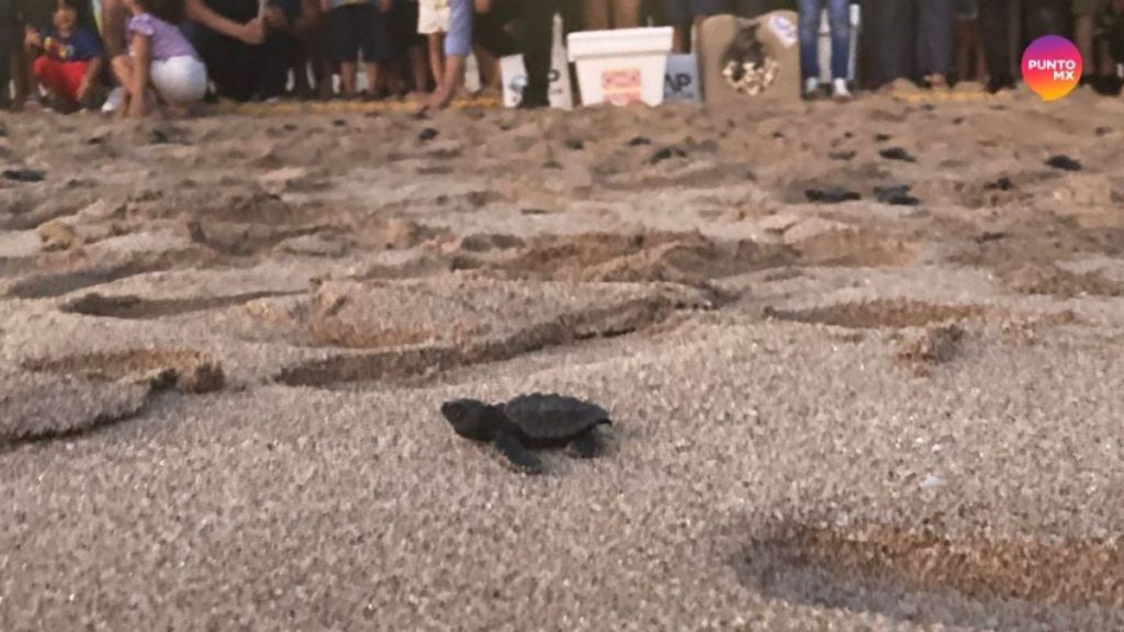 MAZATLÁN LIBERAR TORTUGAS CRIT