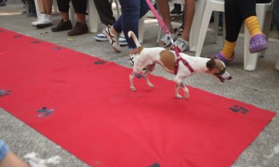 LISTOS PARA LA ADOPCIÓN