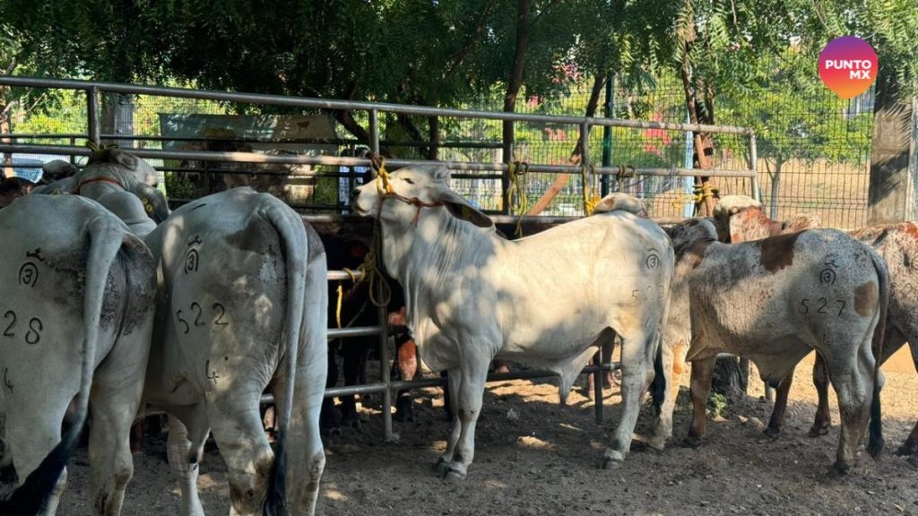 SINALOA ESTATUS SANITARIO GANADO