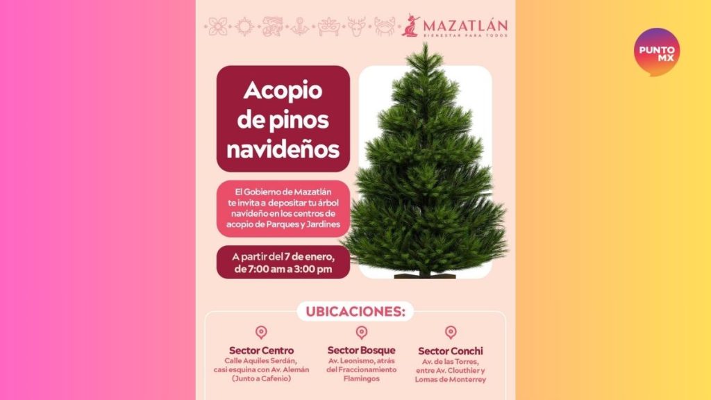 PINOS DE NAVIDAD MAZATLÁN