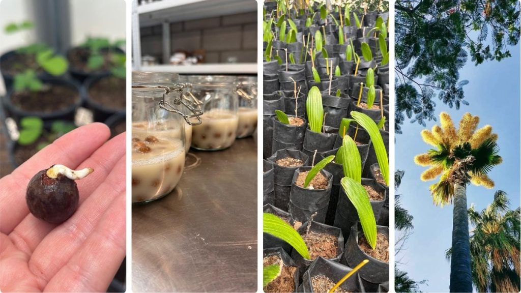 PALMERA TALIPOT JARDÍN BOTÁNICO