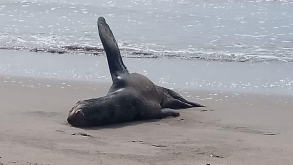 RESCATAN LOBO MARINO CAIMANERO