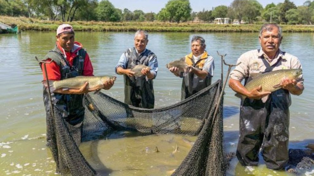 RENOVACIÓN TARJETAS BIENPESCA