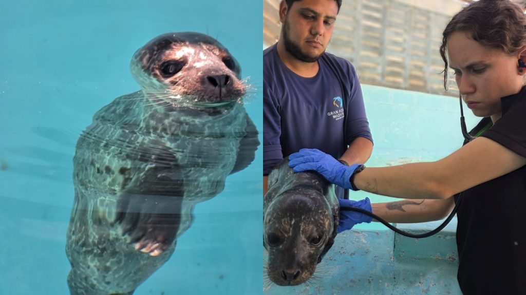 RESCATA ACUARIO CRÍA FOCA
