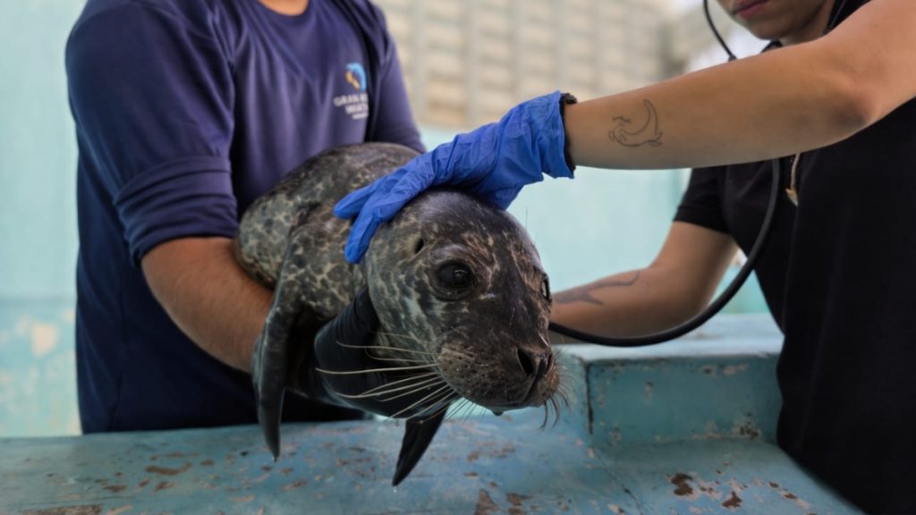 RESCATA ACUARIO CRÍA FOCA