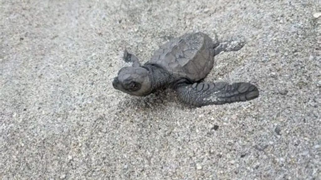 PIERDEN HUEVOS TORTUGA MAZATLÁN