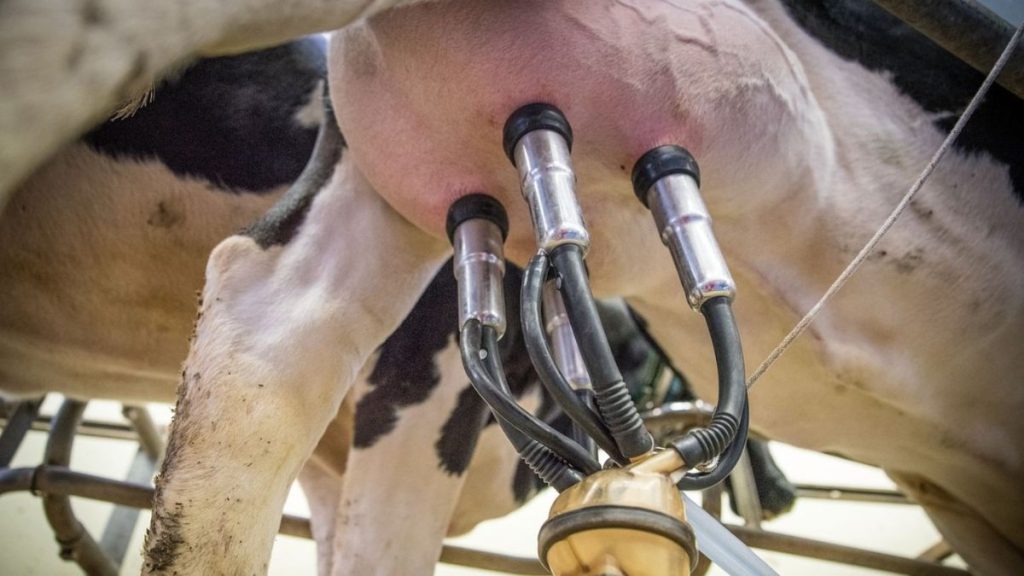 ORDEÑA MODERNA MAZATLÁN