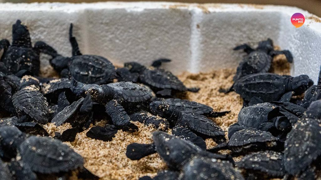 PIERDEN HUEVOS TORTUGAS MAZATLÁN