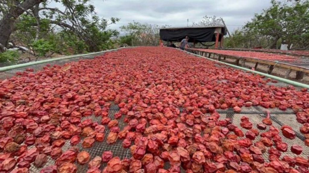 AGUA CALIENTE CIRUELAS