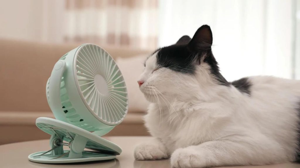 PROTEGER PERROS GATOS TEMPERATURAS