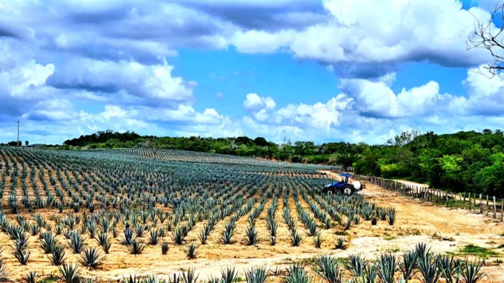 MEZCAL LA HORMIGA